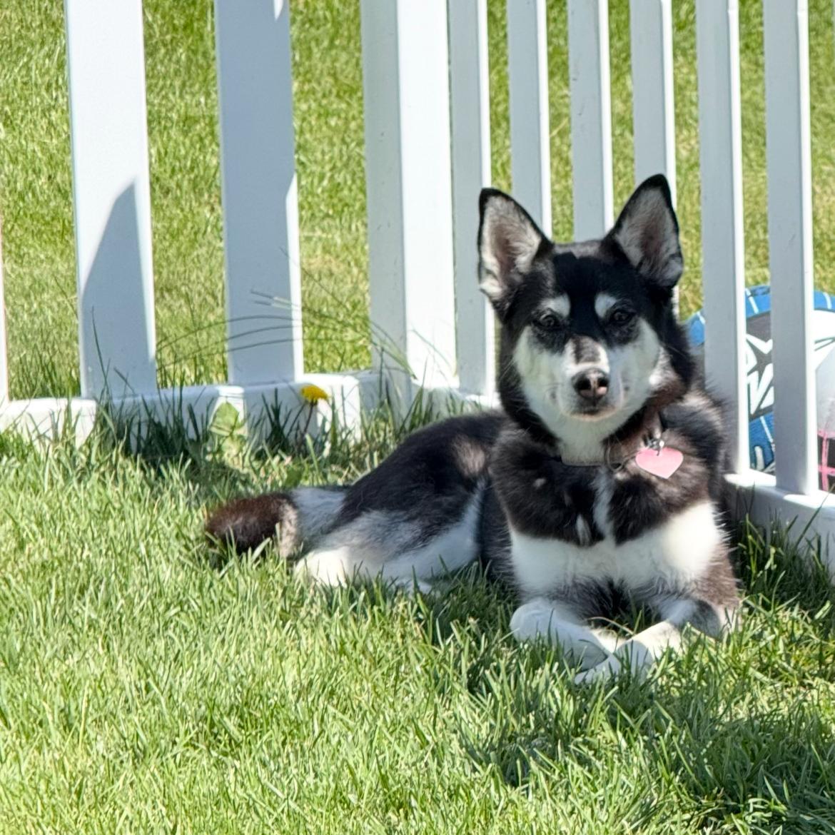 Maggie, a ADOPTABLE mixed breed in East Lansing, MI image 2/4
