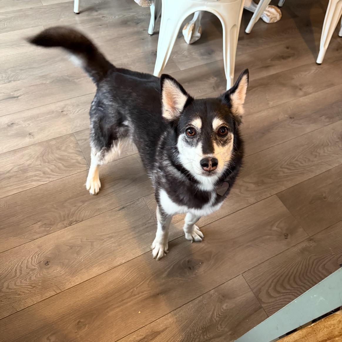 Maggie, ADOPTABLE, Adult Female Pomeranian & Husky.