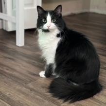 Enlarge Onyx, a Adoptable Domestic Long Hair in Middleton, WI image 1/1