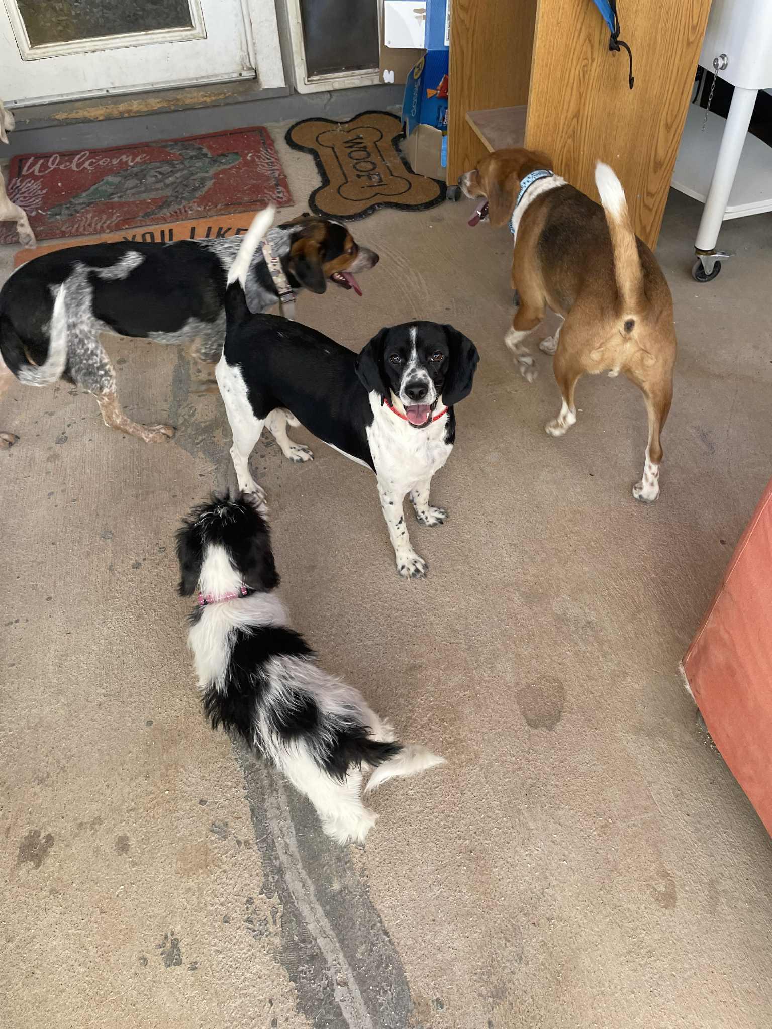 Enlarge Panda (Domino), a Adopted Beagle in Las Vegas, NV image 1/3