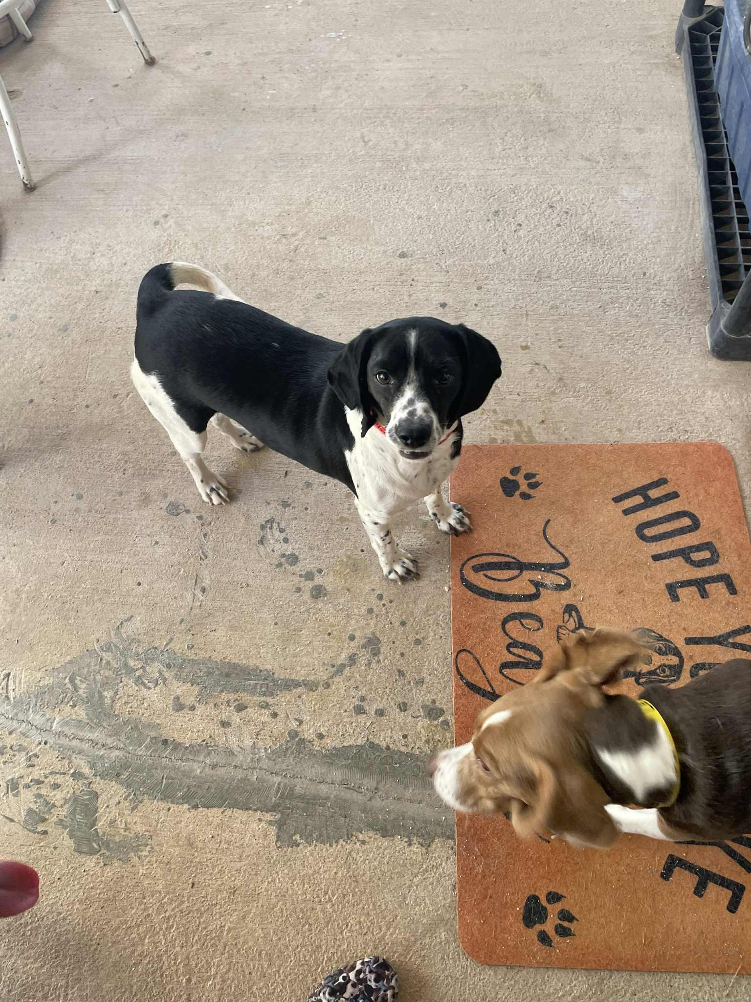 Enlarge Panda (Domino), a Adopted Beagle in Las Vegas, NV image 3/3