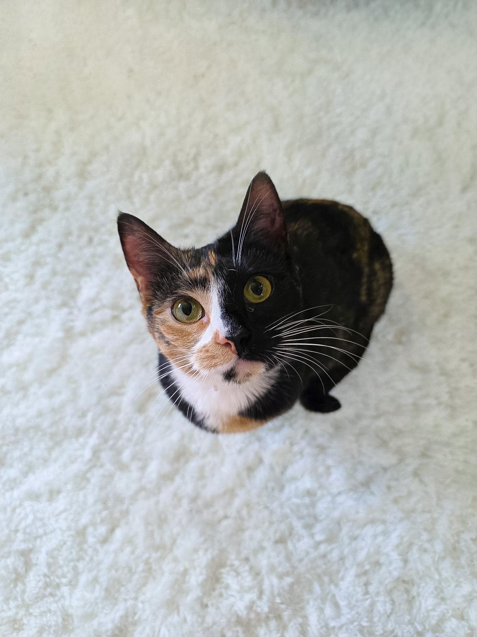 Poppy, Adoptable, Young Female Calico.