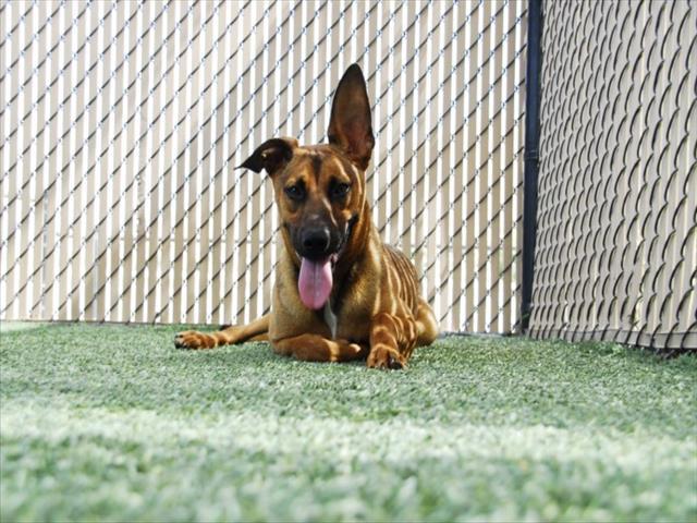 LONGHORN, Adoptable, Young Male German Shepherd Dog.