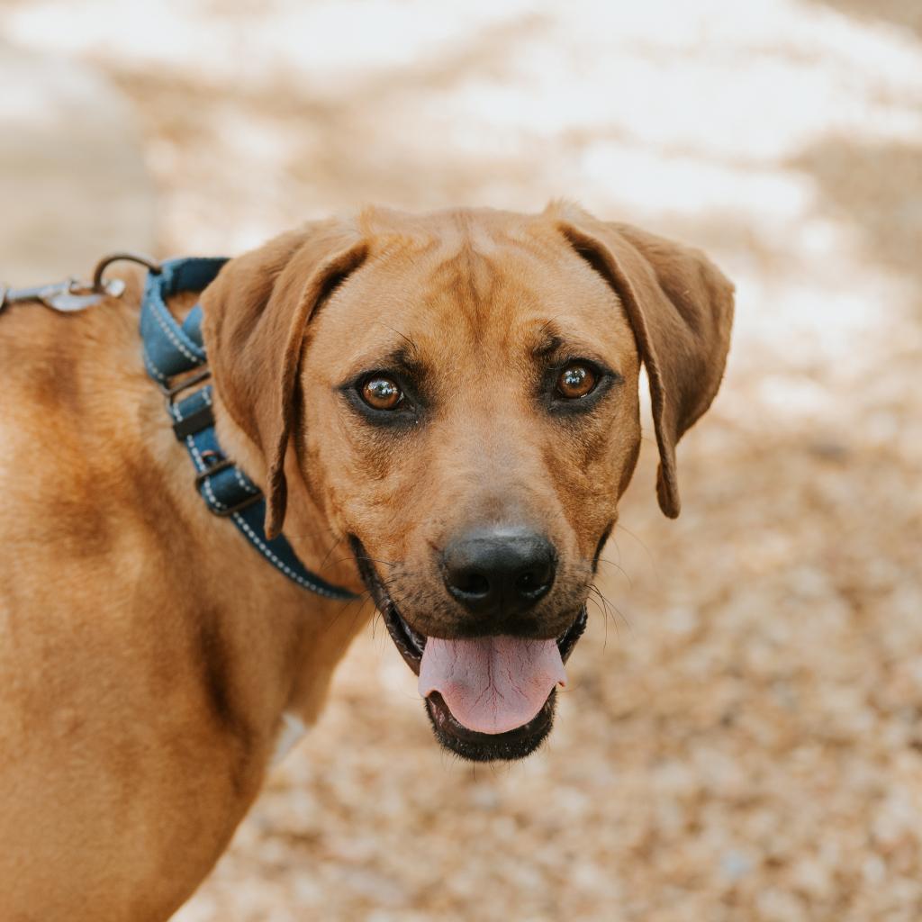 Enlarge Grits, a Adoptable Mixed Breed in Huntsville, AL image 1/6
