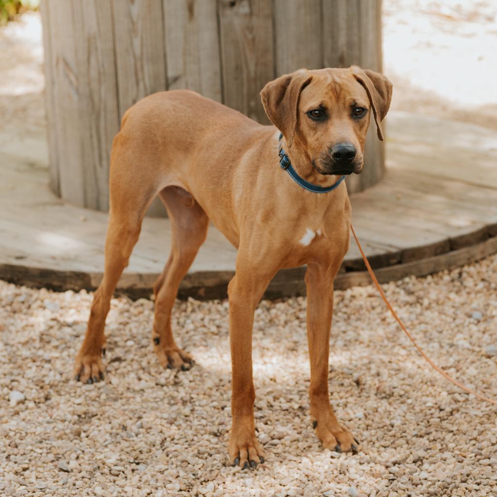 Enlarge Grits, a Adoptable Mixed Breed in Huntsville, AL image 2/6