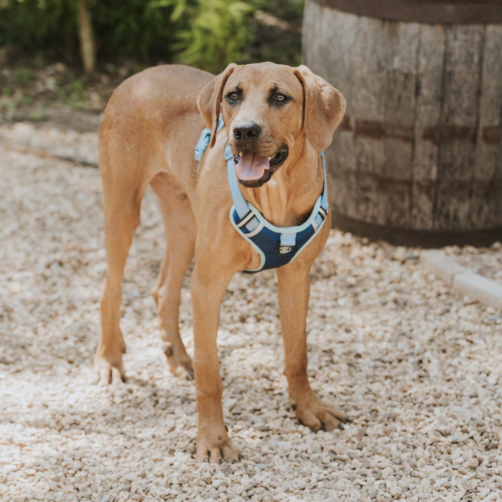 Enlarge Grits, a Adoptable Mixed Breed in Huntsville, AL image 3/6