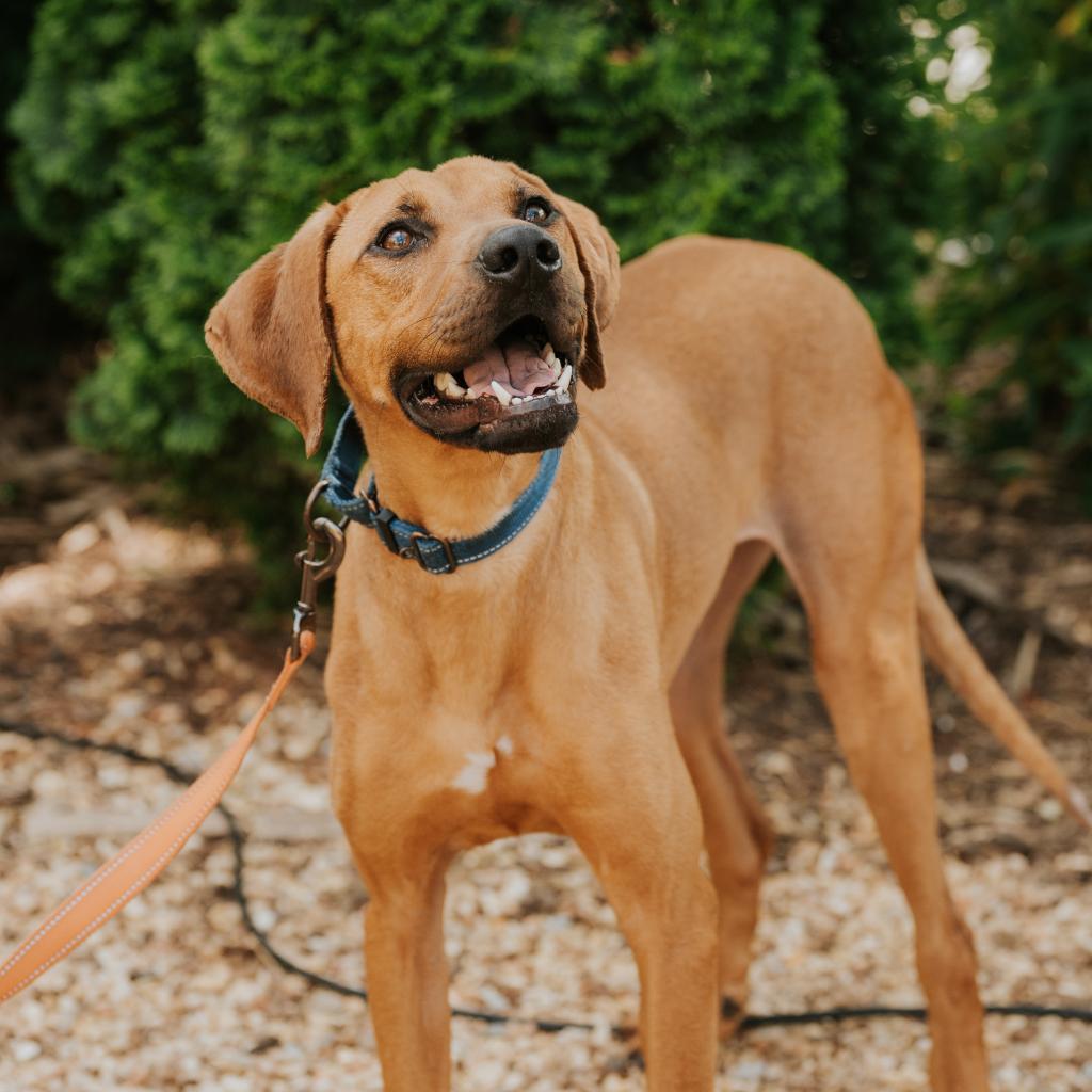 Enlarge Grits, a Adoptable Mixed Breed in Huntsville, AL image 4/6