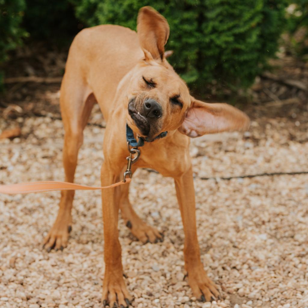 Enlarge Grits, a Adoptable Mixed Breed in Huntsville, AL image 5/6