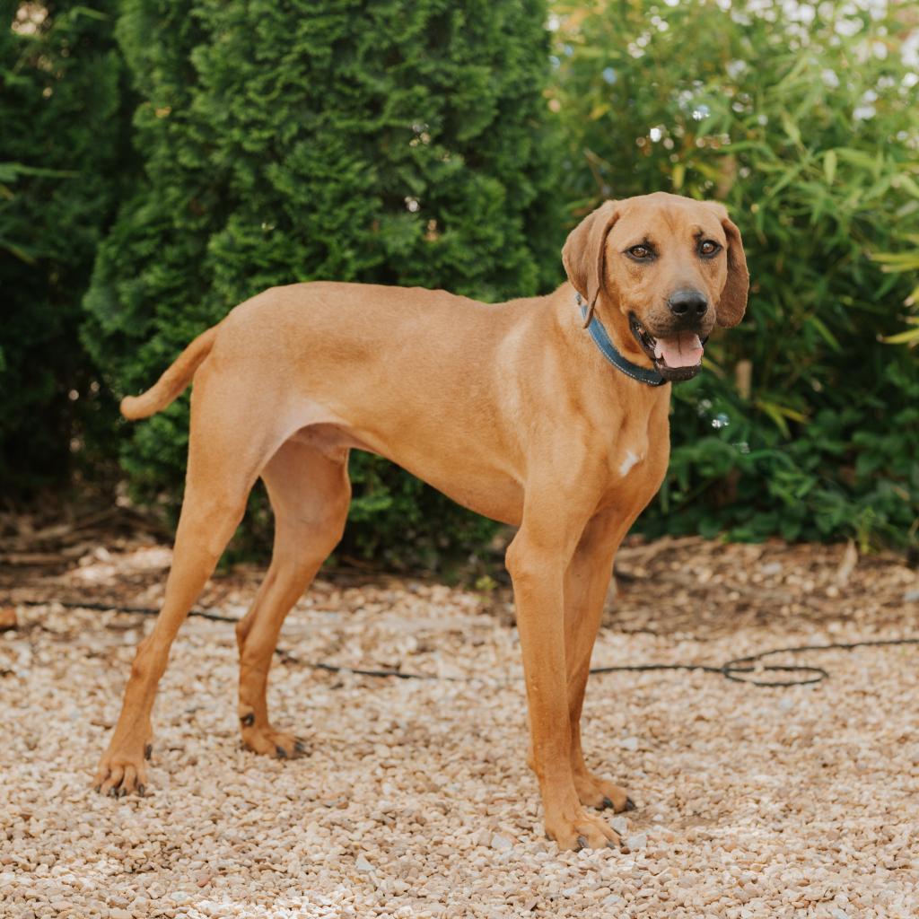 Enlarge Grits, a Adoptable Mixed Breed in Huntsville, AL image 6/6