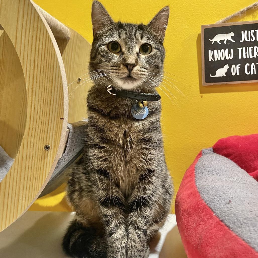 Reese, a Adoptable Domestic Short Hair in Howard beach, NY image 1/6