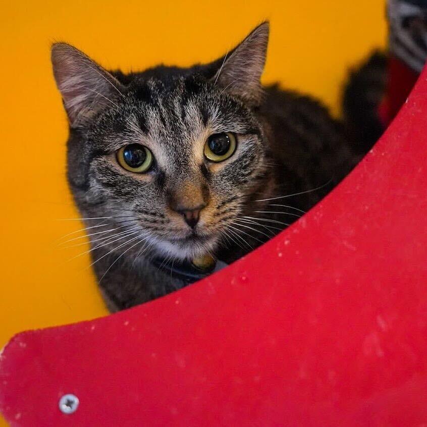 Reese, a Adoptable Domestic Short Hair in Howard beach, NY image 2/6
