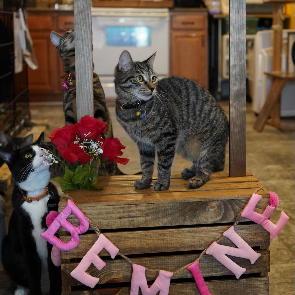 Reese, a Adoptable Domestic Short Hair in Howard beach, NY image 3/6