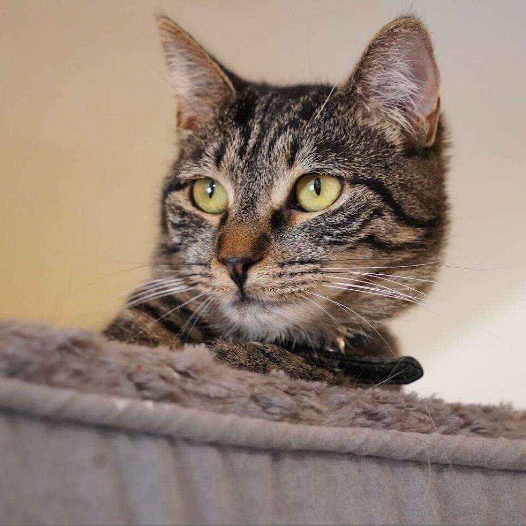 Reese, a Adoptable Domestic Short Hair in Howard beach, NY image 4/6
