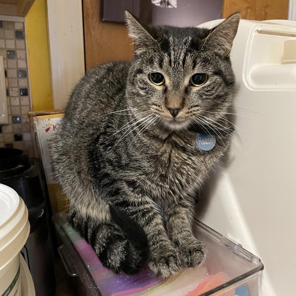 Reese, a Adoptable Domestic Short Hair in Howard beach, NY image 5/6