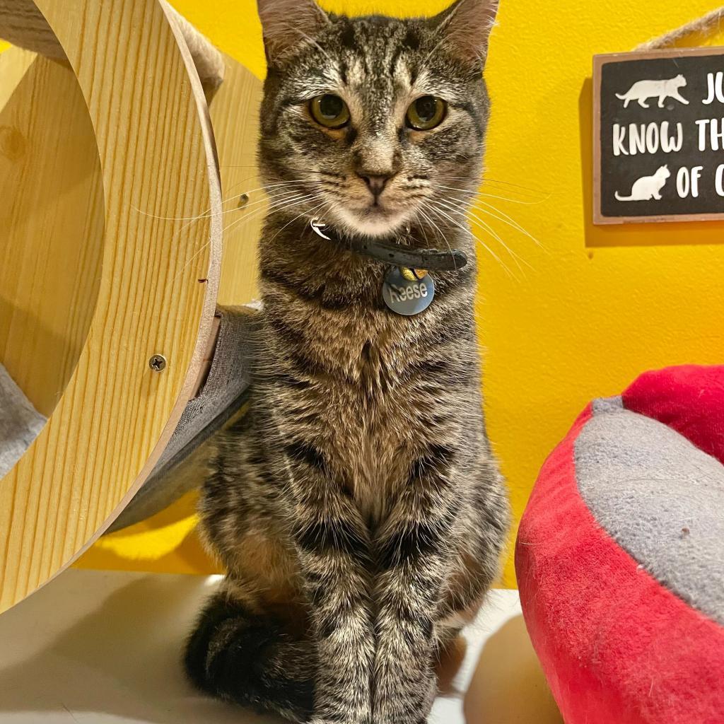 Reese, a Adoptable Domestic Short Hair in Howard beach, NY image 6/6