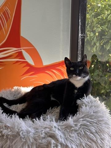 Rufus, Adoptable, Adult Male Domestic Short Hair.