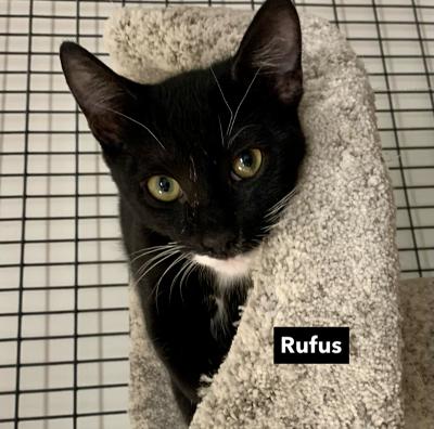 Enlarge Rufus, a Adoptable Domestic Short Hair in West Hills, CA image 5/6