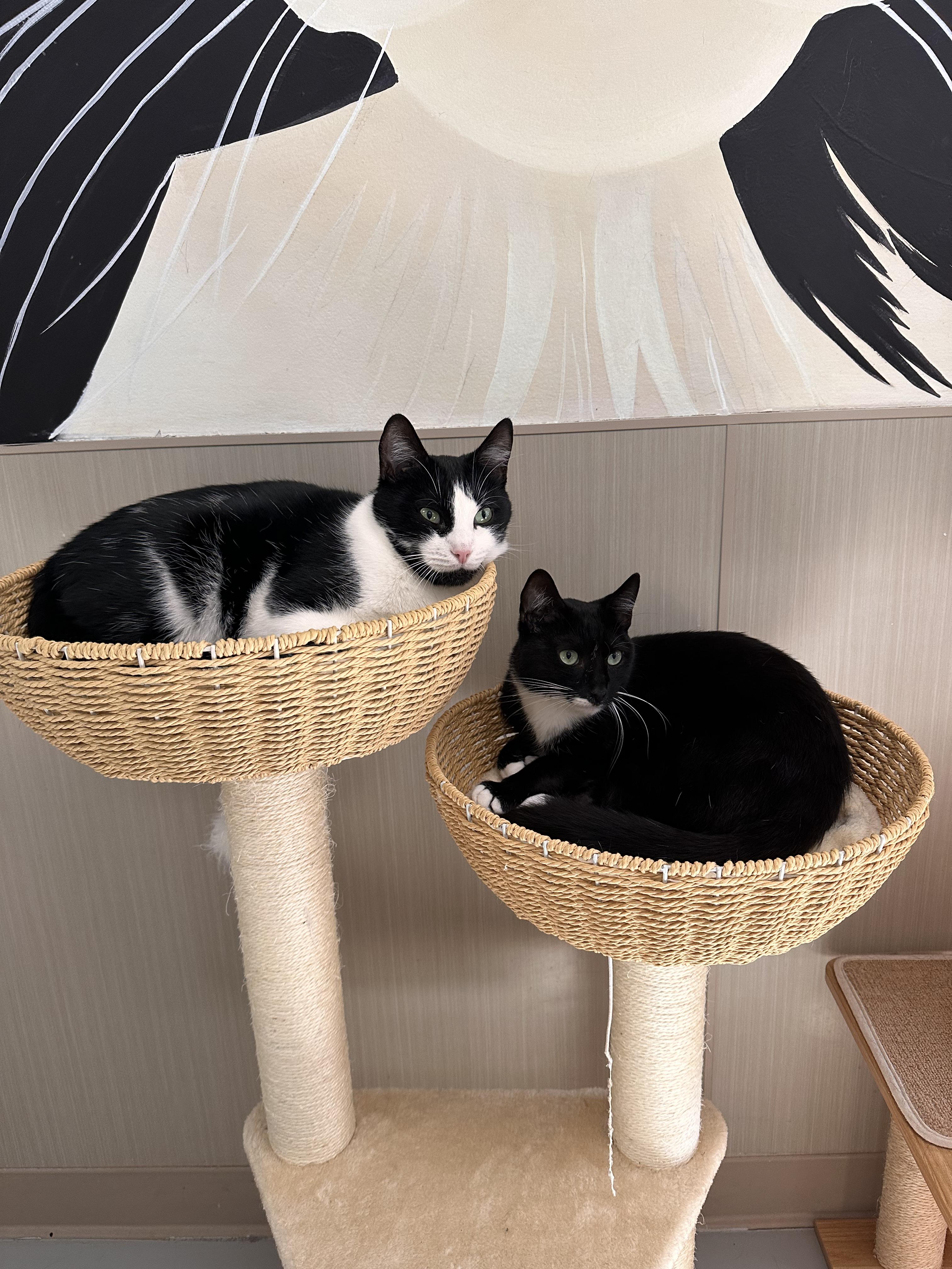 Enlarge Rufus, a Adoptable Domestic Short Hair in West Hills, CA image 4/6