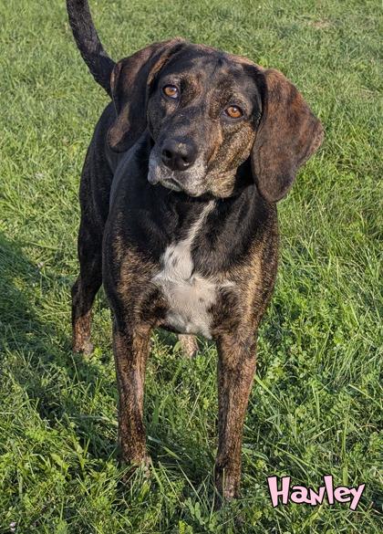 Hanley, Adoptable, Senior Female Plott Hound & Mixed Breed.