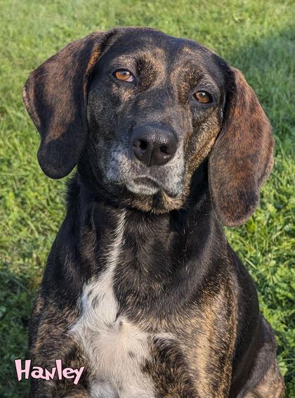 Enlarge Hanley, a Adoptable mixed breed in Mason, MI image 2/2