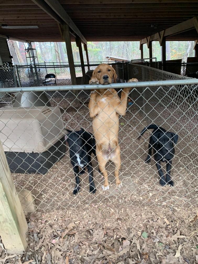 Chandler, a Adoptable mixed breed in Jasper, GA image 1/3