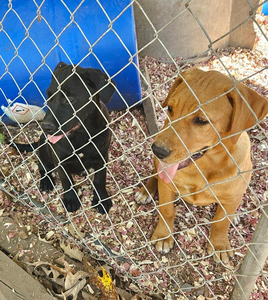 Chandler, a Adoptable mixed breed in Jasper, GA image 2/3