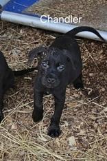 Chandler, a Adoptable mixed breed in Jasper, GA image 3/3