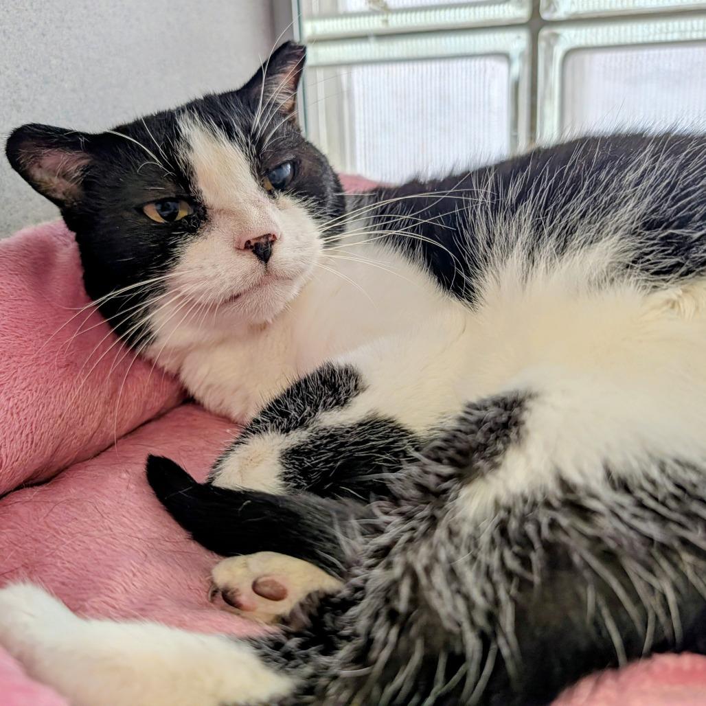 Lacey, Adoptable, Adult Female Domestic Short Hair.