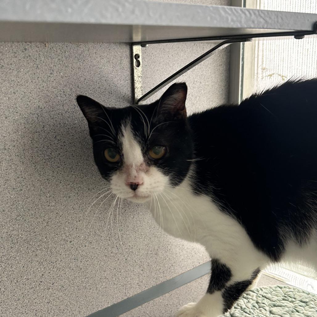 Enlarge Lacey, a Adoptable Domestic Short Hair in Huntsville, AL image 1/1