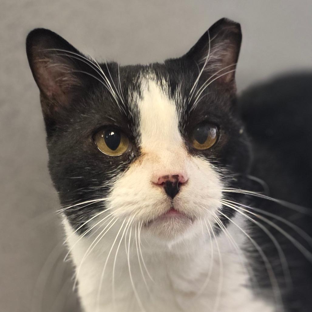 Lacey, Adoptable, Adult Female Domestic Short Hair.
