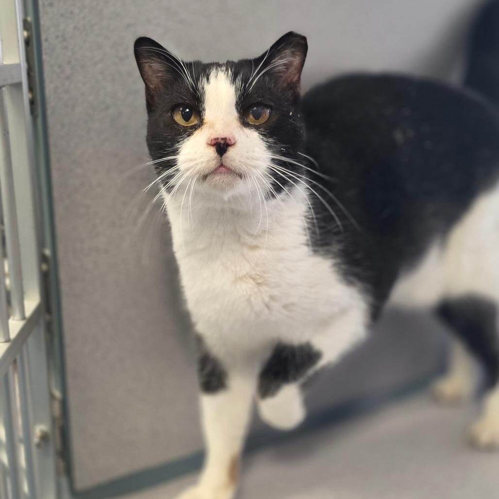Lacey, a Adoptable Domestic Short Hair in Huntsville, AL image 2/2