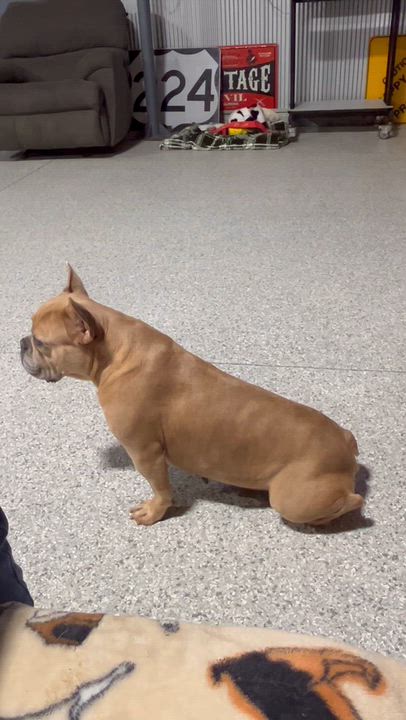 Enlarge Sugar plum, a Adoptable French Bulldog in Maumee , OH video 3/3