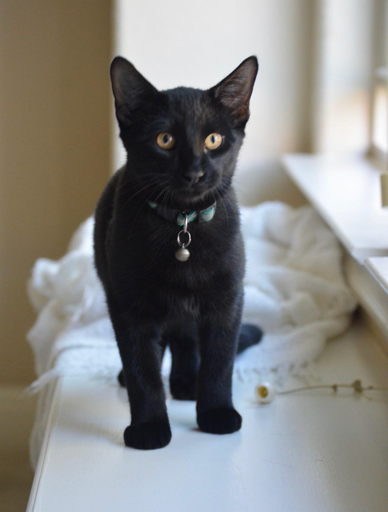Comet EP, Adopted, Kitten Male Bombay & Domestic Short Hair.