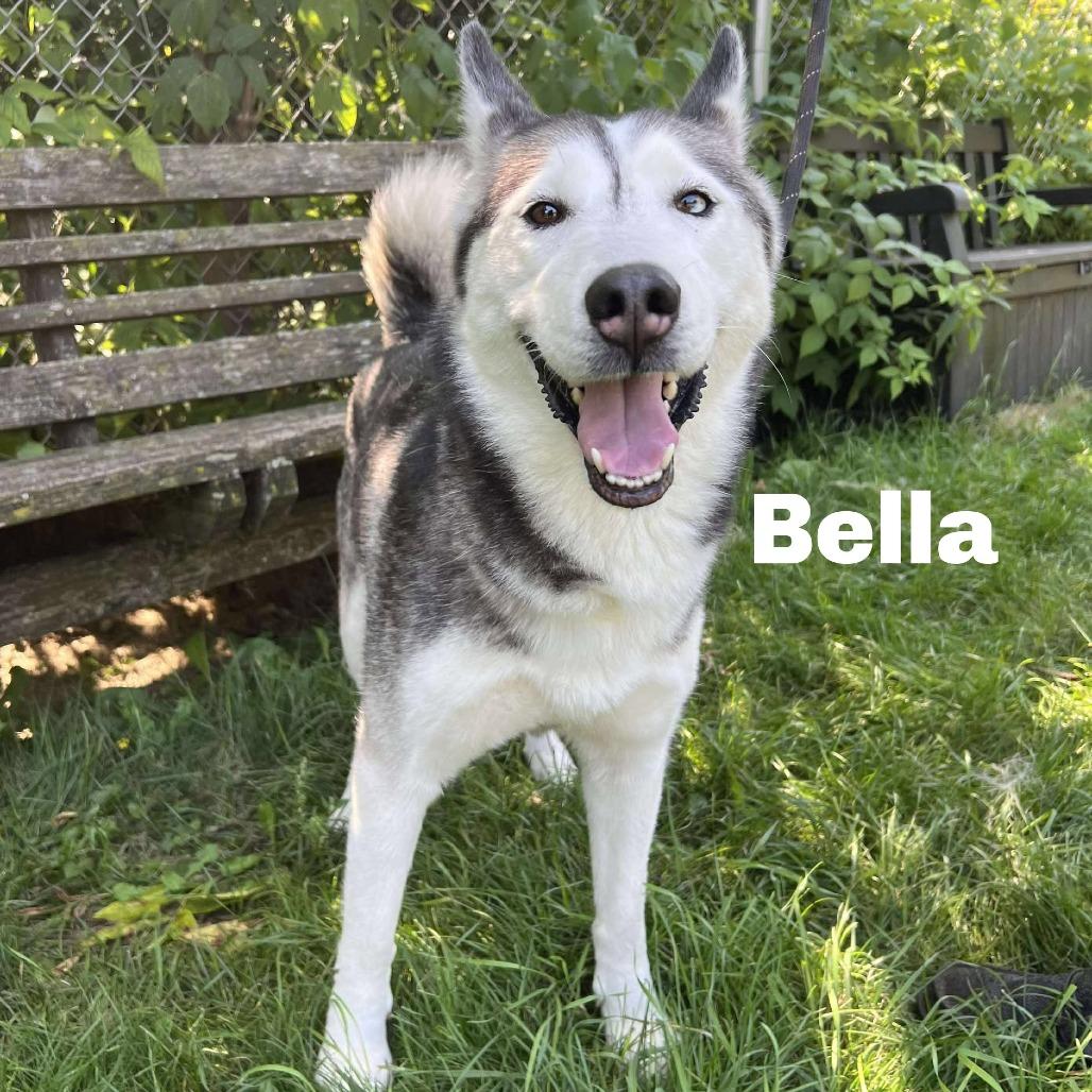 Bella 250678, Adoptable, Adult Female Husky.