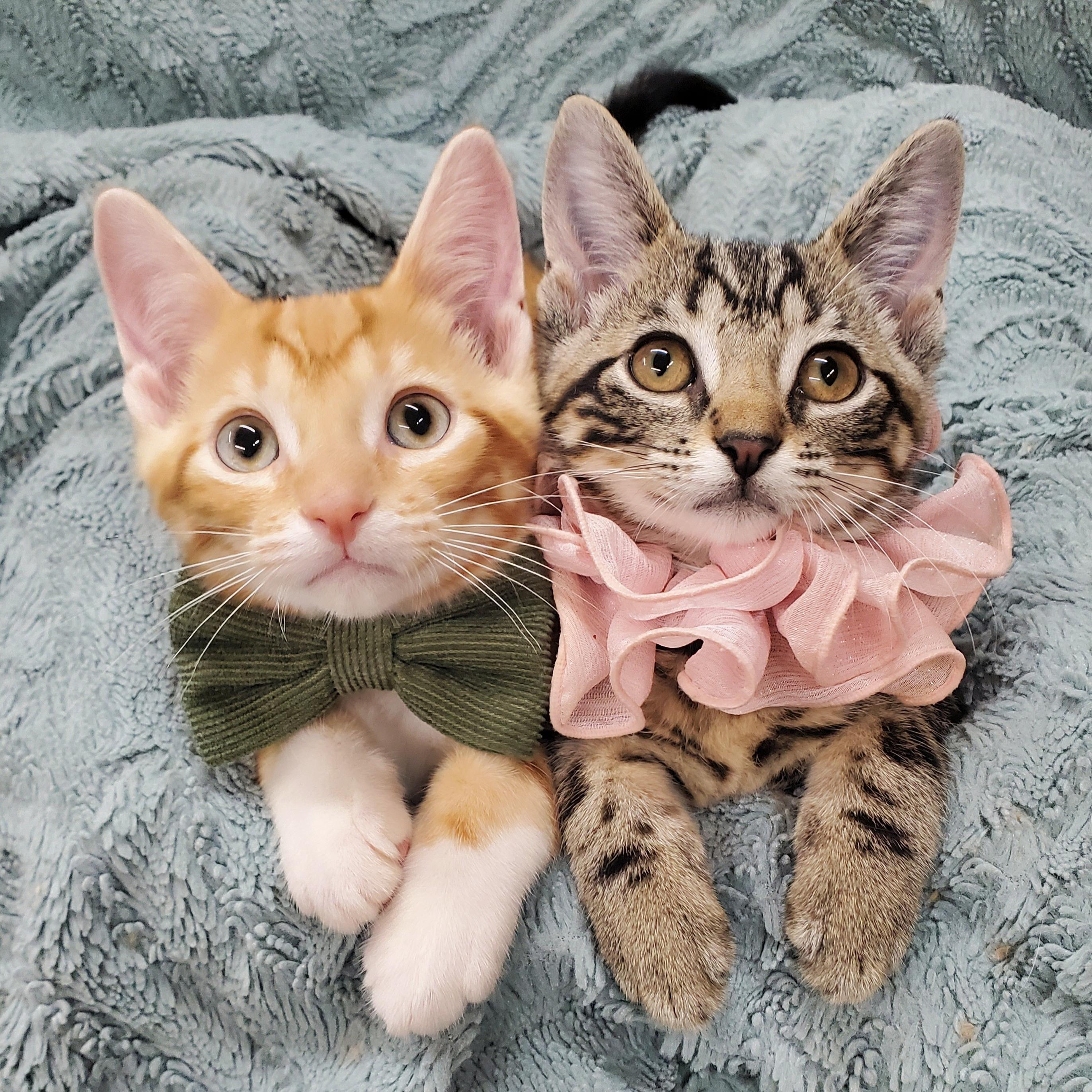 Enlarge Relic & Rune, a Adopted Domestic Short Hair in Marseilles, IL image 1/2