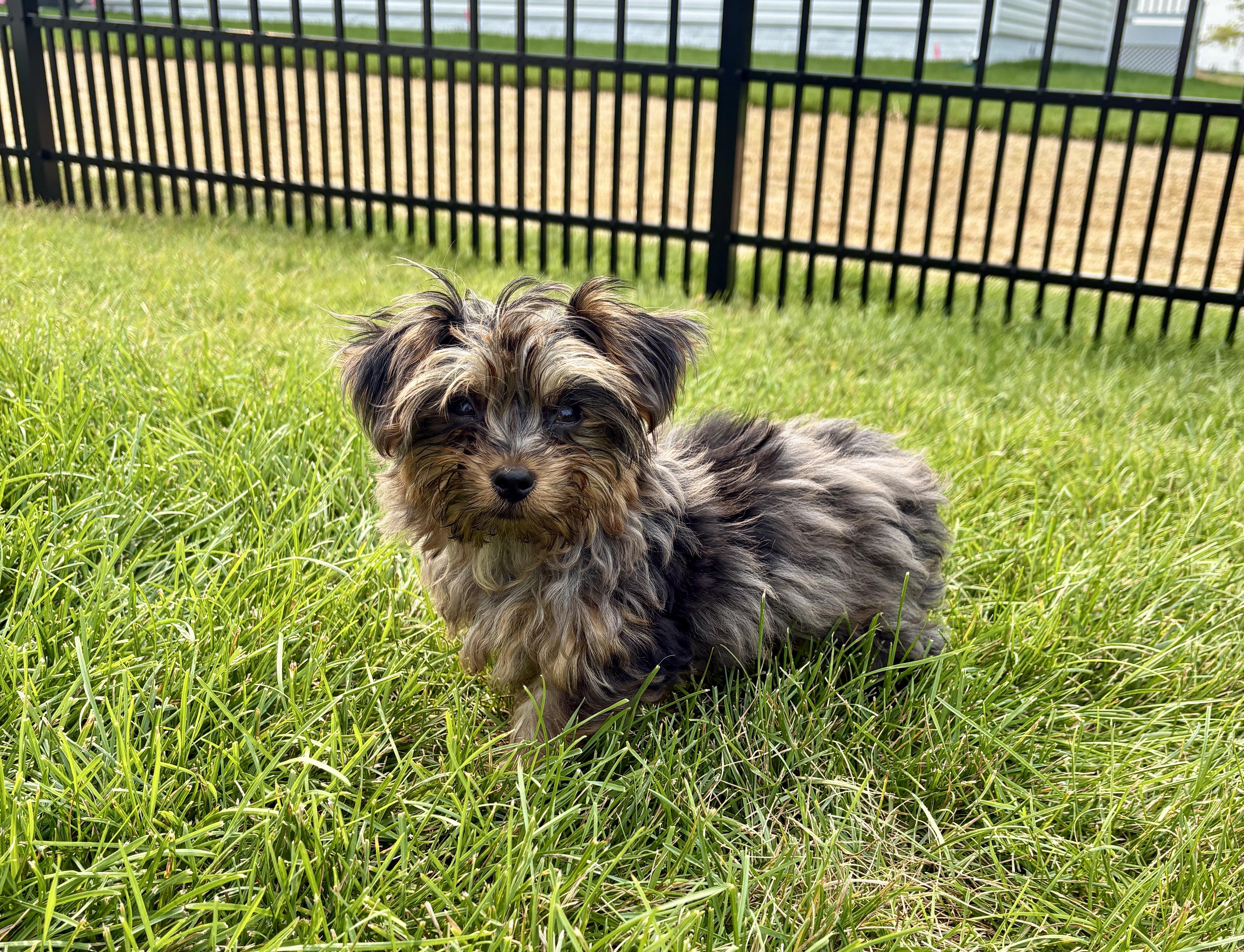 Lenny Kravitz, ADOPTABLE, Puppy Male Yorkshire Terrier.