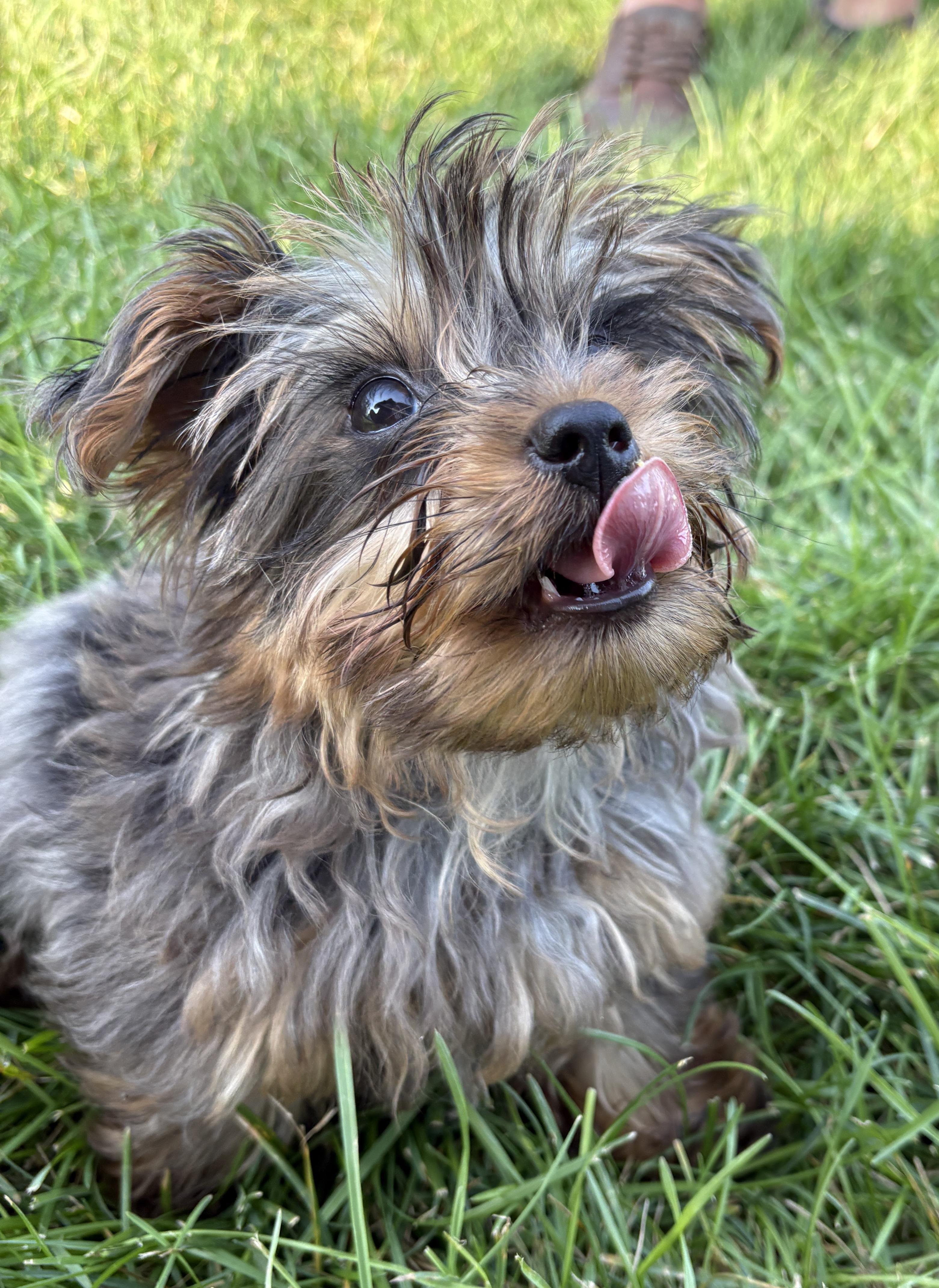 Enlarge Lenny Kravitz, a ADOPTABLE Yorkshire Terrier in Lewes, DE image 2/2