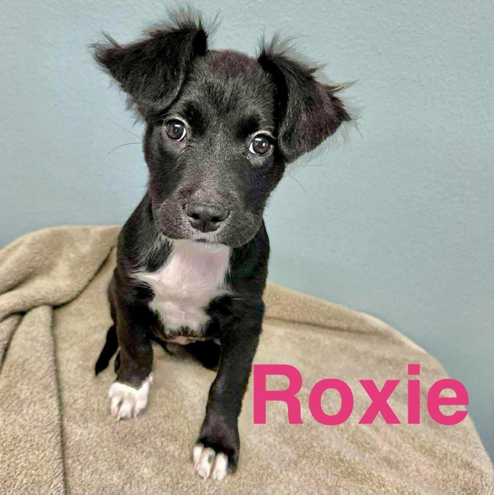 Roxie
