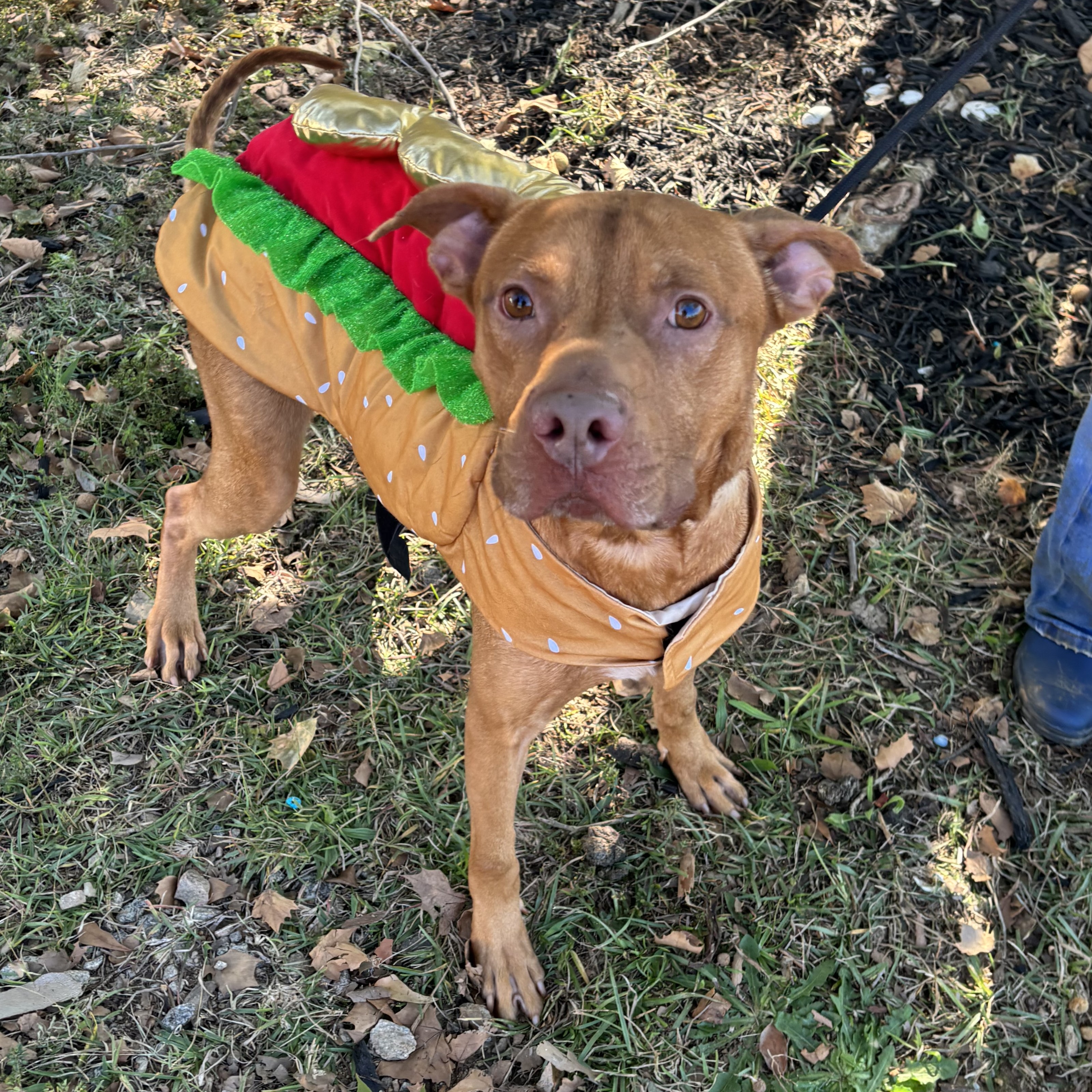 Dog for adoption Red, a Pit Bull Terrier Mix in Buffalo, NY Petfinder