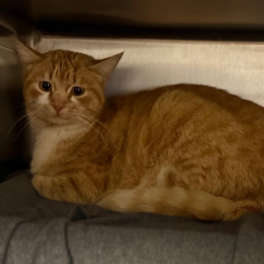 Deirdre, Adoptable, Adult Female Domestic Short Hair.