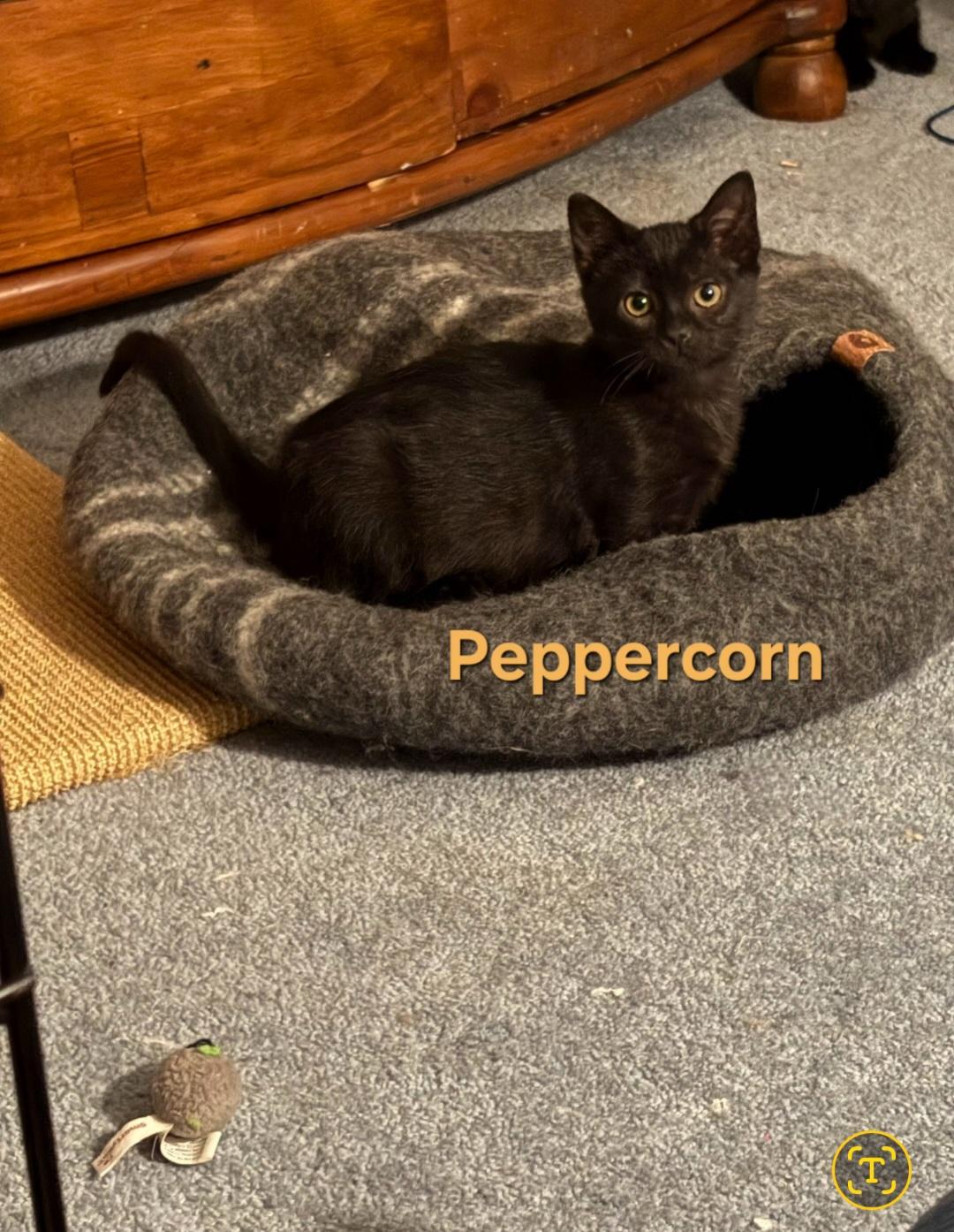  Peppercorn (f) & Coriander (m), ADOPTABLE, Kitten Female Domestic Short Hair.