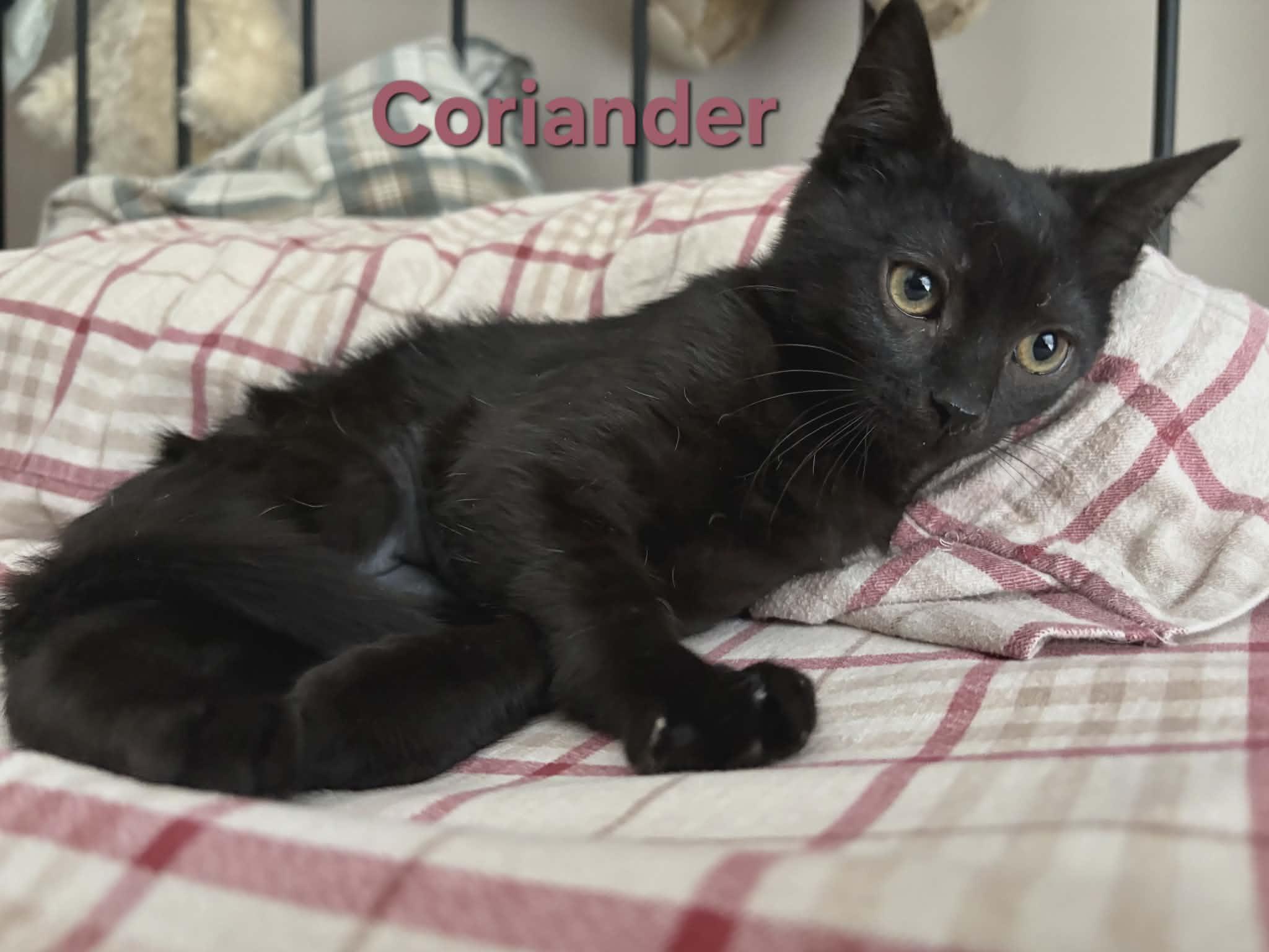Enlarge  Peppercorn (f) & Coriander (m), a ADOPTABLE Domestic Short Hair in Chicopee, MA image 2/2