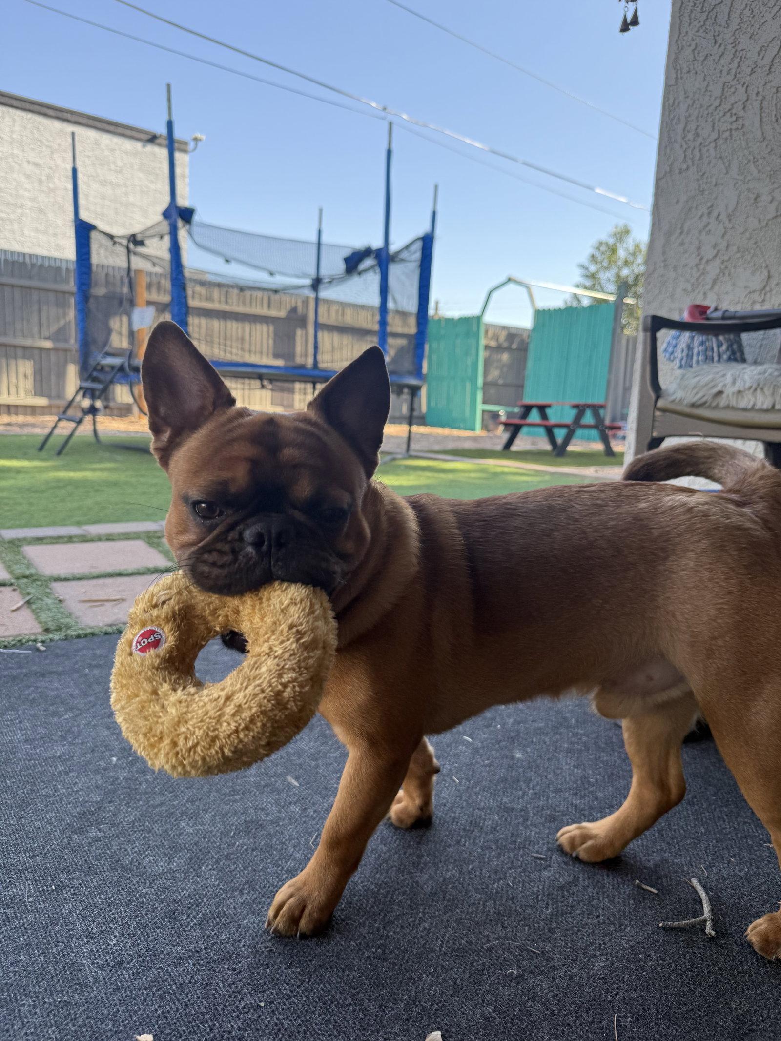 Hank, Adoptable, Young Male French Bulldog.
