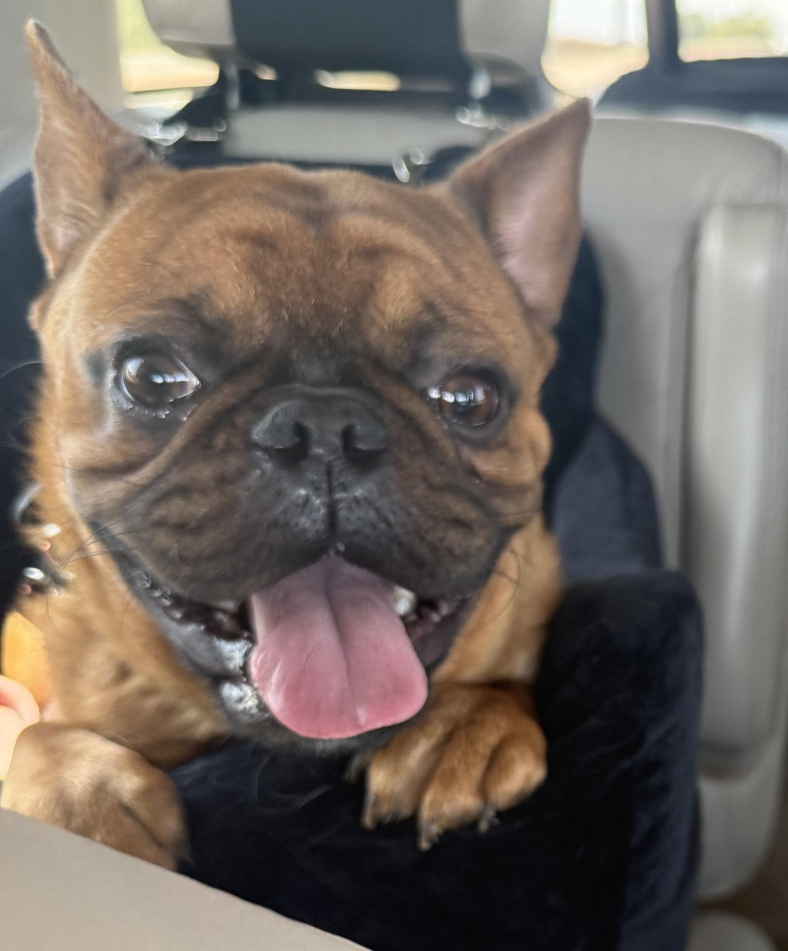 Enlarge Hank, a Adoptable French Bulldog in Scottsdale, AZ image 2/3