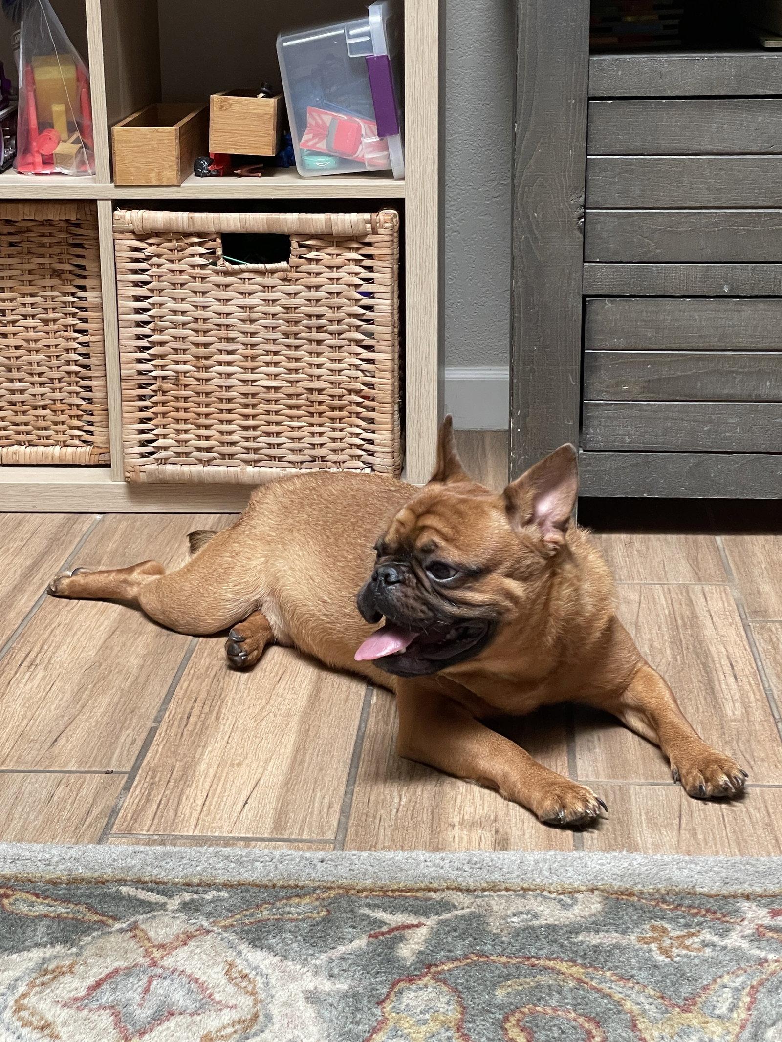 Enlarge Hank, a Adoptable French Bulldog in Scottsdale, AZ image 3/3