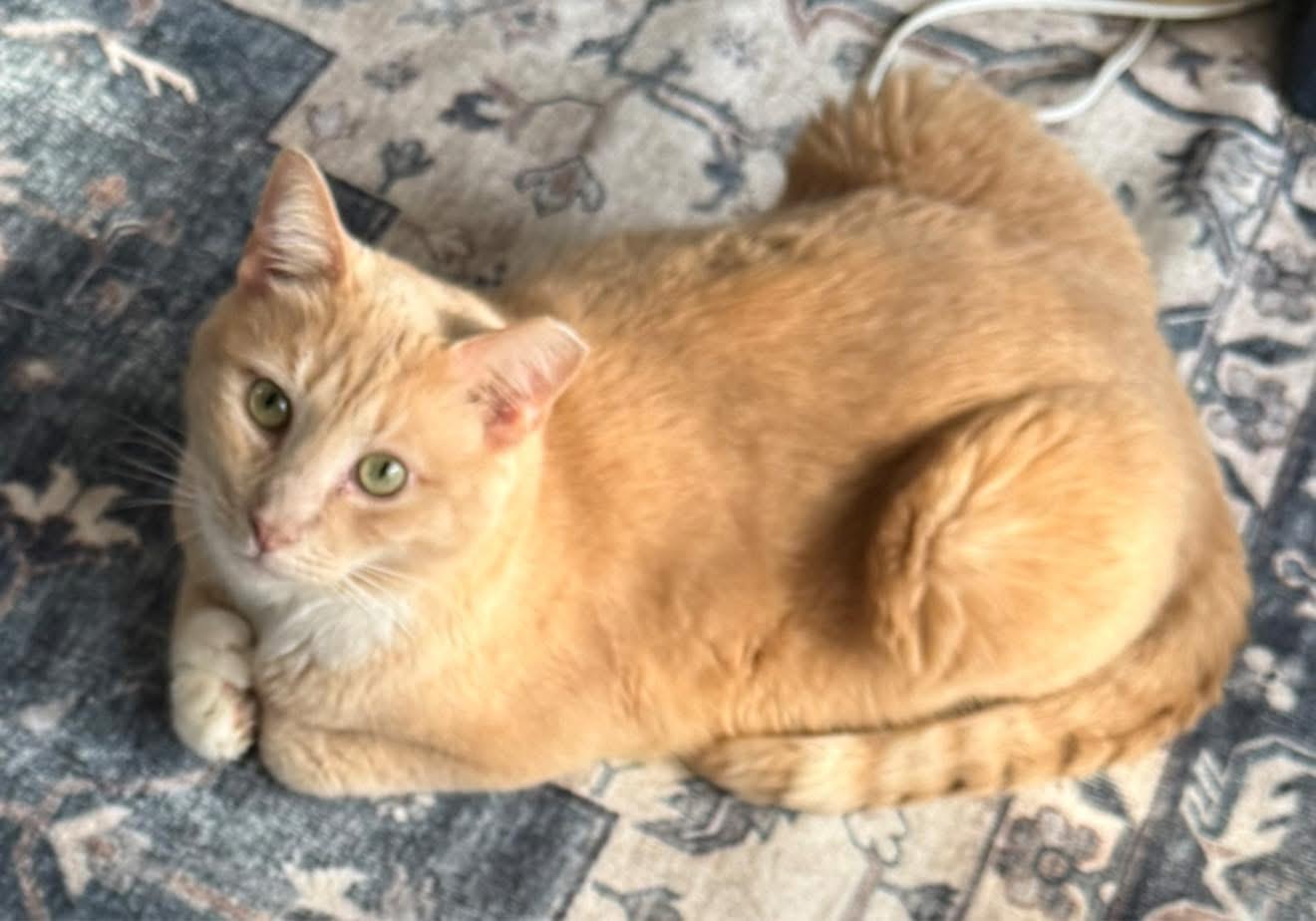Enlarge Austen - extra toes, a Adoptable mixed breed in Newark, NJ image 4/5