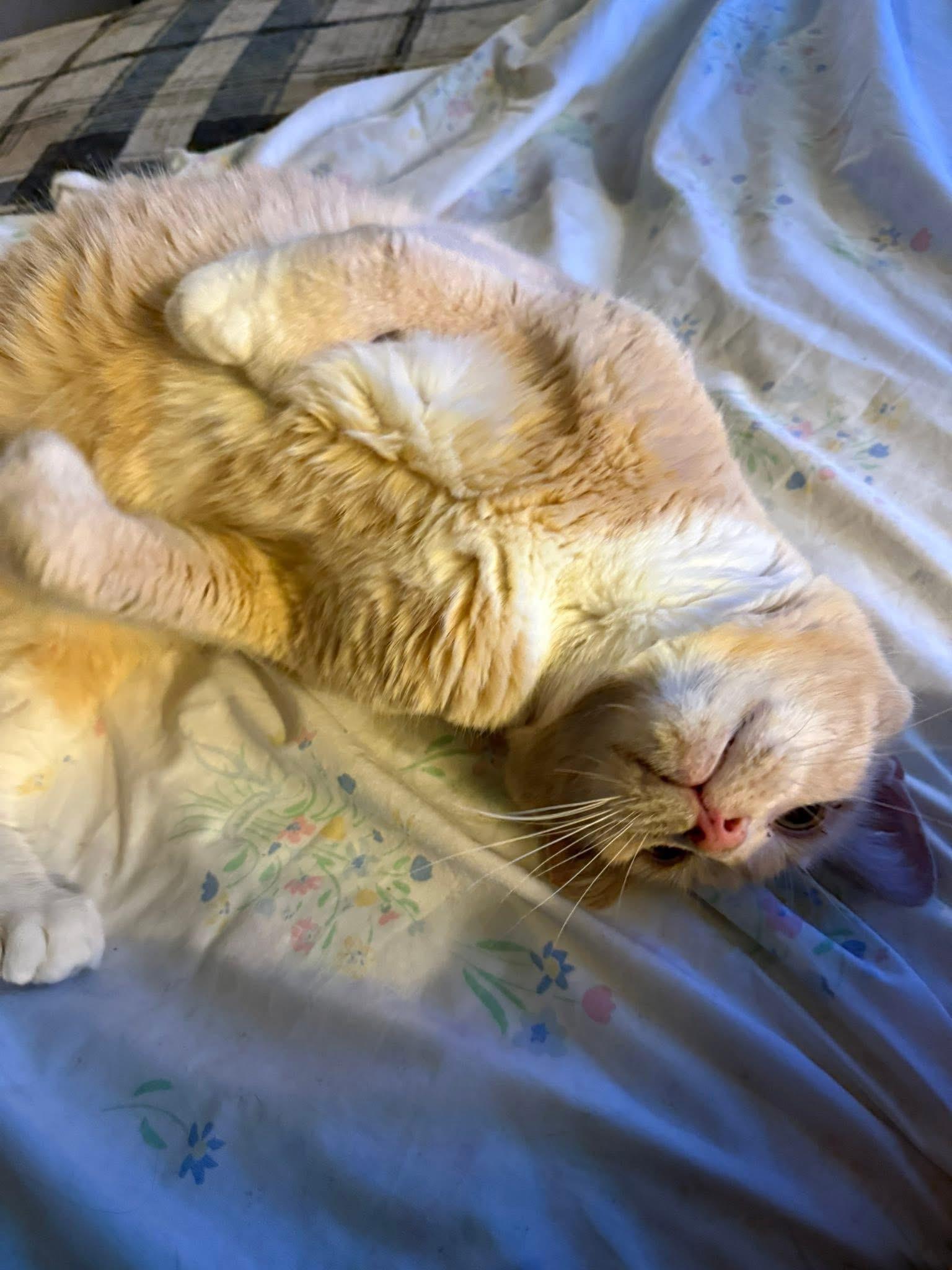 Enlarge Austen - extra toes, a Adoptable mixed breed in Newark, NJ image 3/5