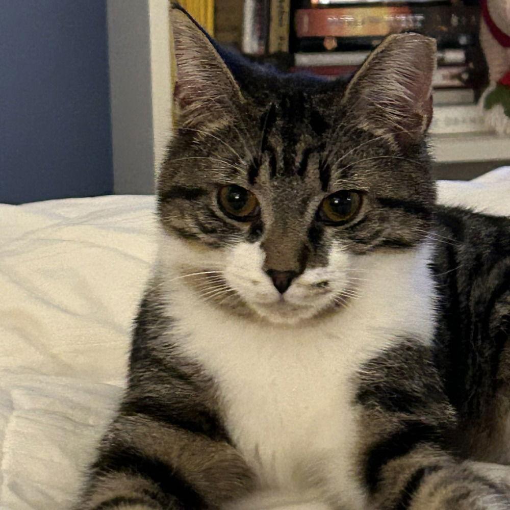 Voltaire, Adoptable, Kitten Male Domestic Short Hair.