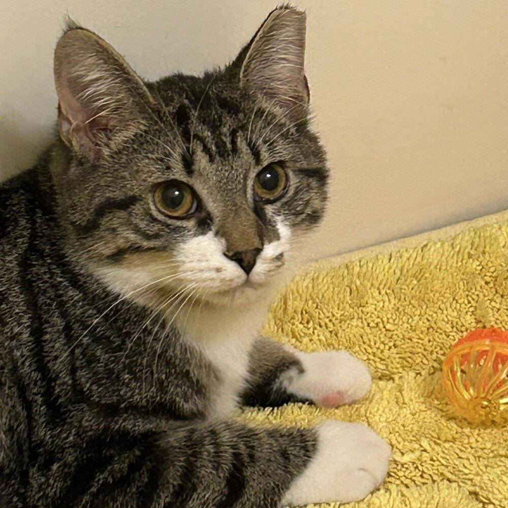 Enlarge Voltaire, a Adoptable Domestic Short Hair in Candler, NC image 2/3