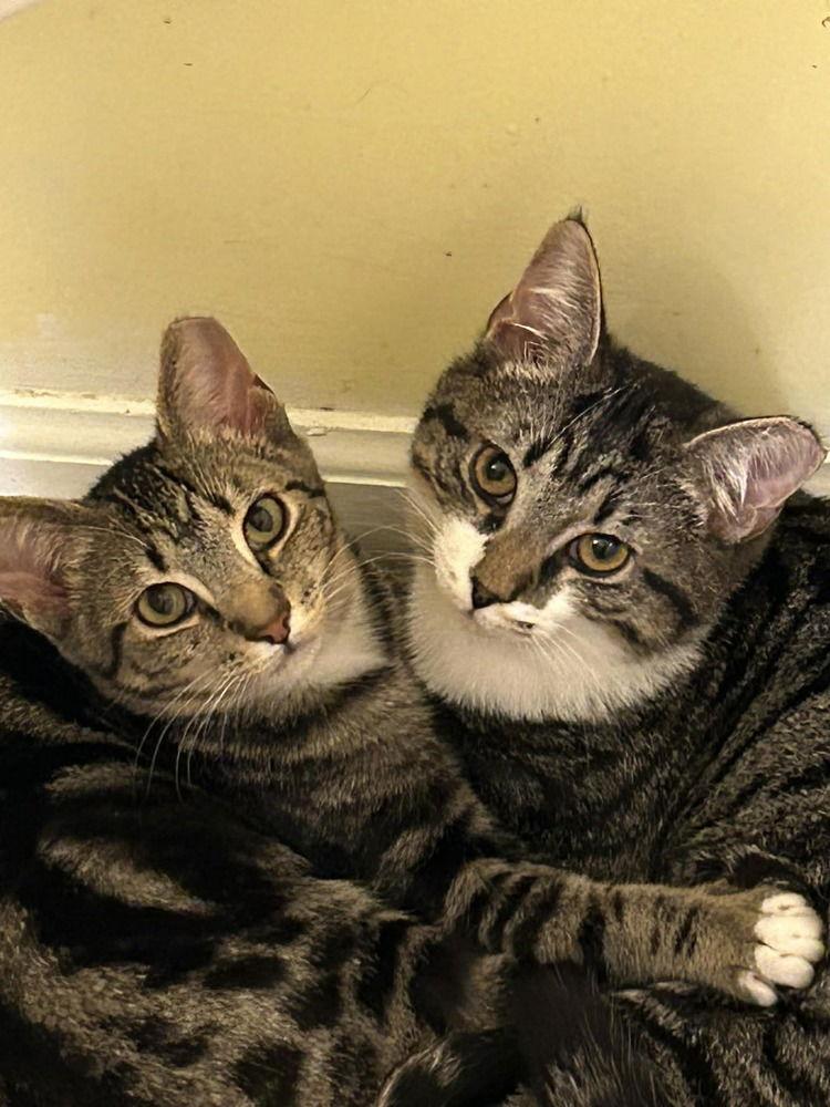 Enlarge Voltaire, a Adoptable Domestic Short Hair in Candler, NC image 3/3